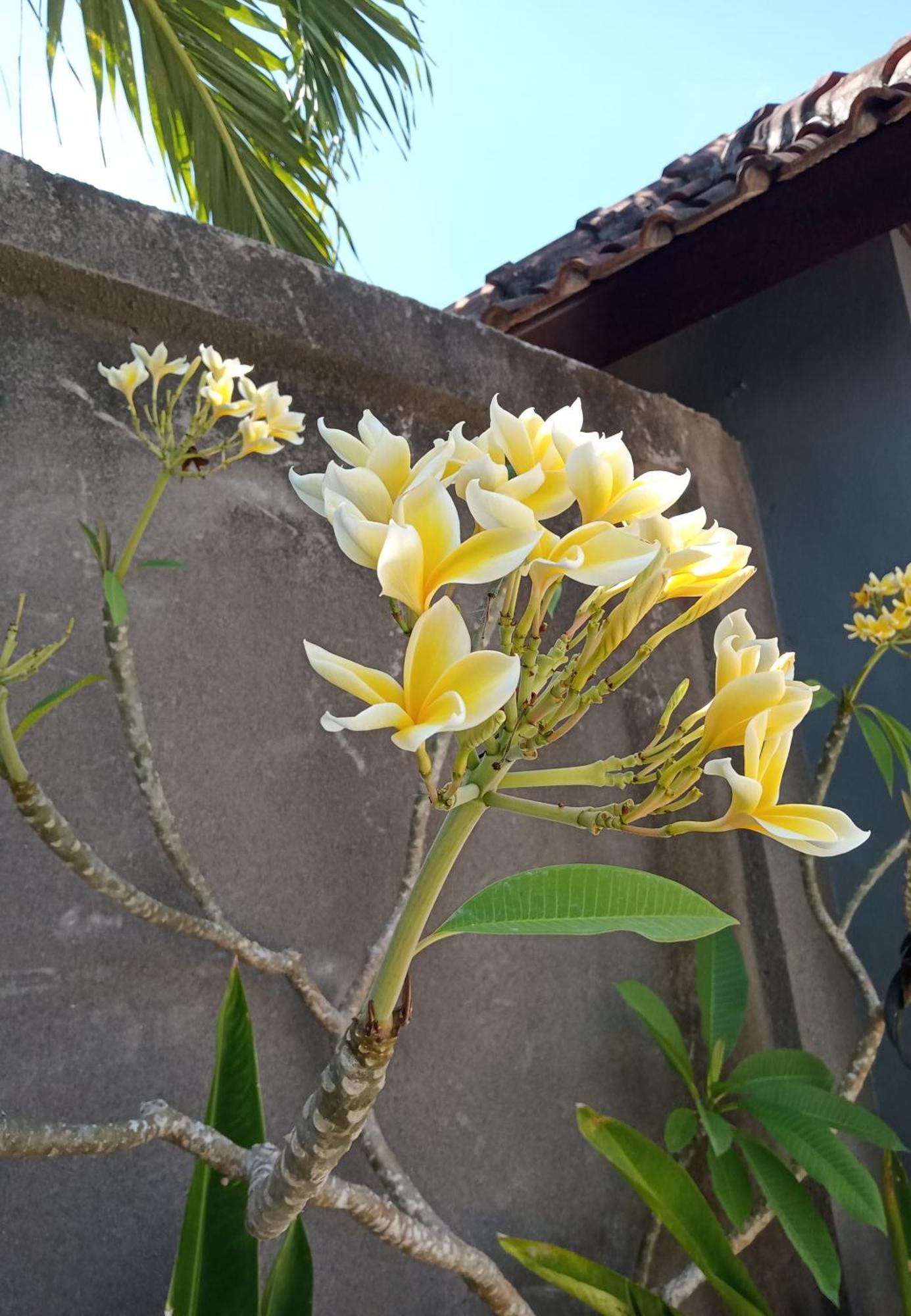 Parama Homestay Balangan Uluwatu Exterior foto