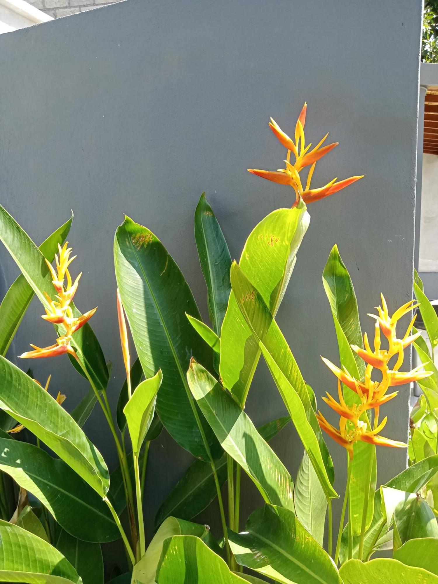 Parama Homestay Balangan Uluwatu Exterior foto